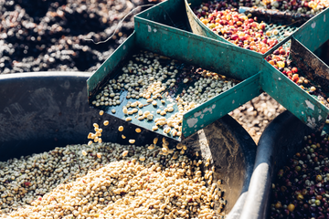 Exploring the World of Green Coffee Processing